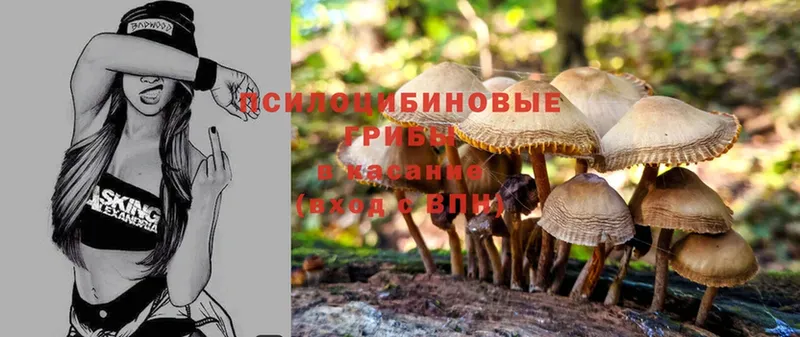 закладка  Комсомольск-на-Амуре  Галлюциногенные грибы MAGIC MUSHROOMS 